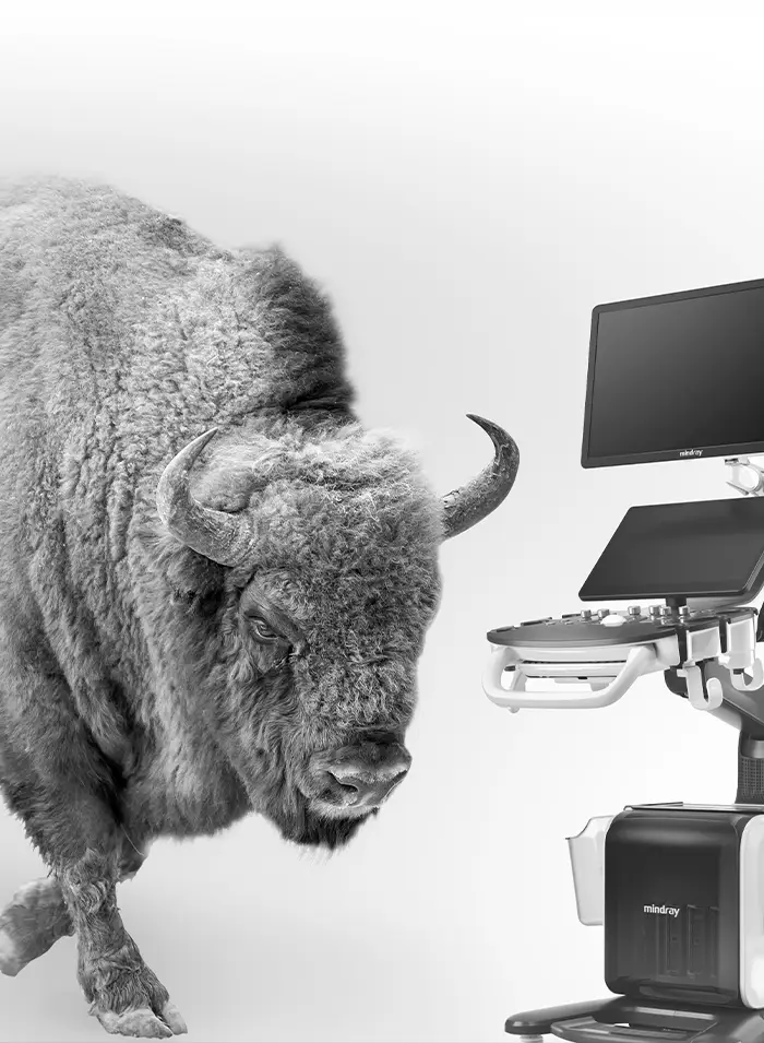 Bisono Ultraschallgerät kaufen